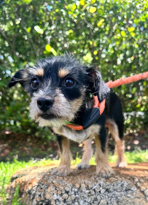 MARGO - Deerhound / Yorkshire Terrier Yorkie available for adoption