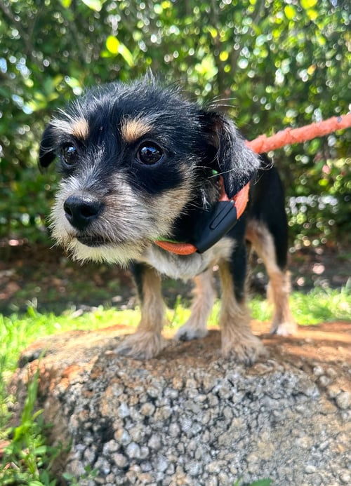 MARGO - Deerhound / Yorkshire Terrier Yorkie available for adoption