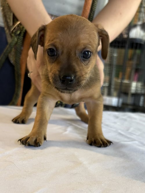 SAGE - Chihuahua available for adoption