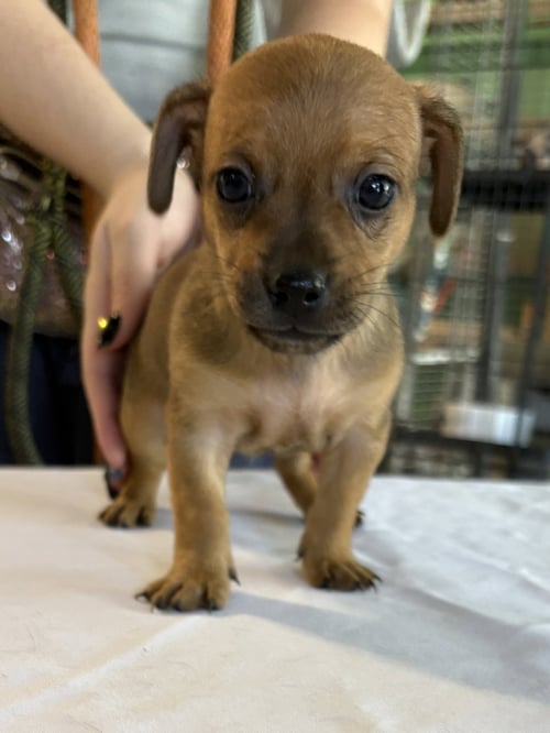 SAGE - Chihuahua available for adoption