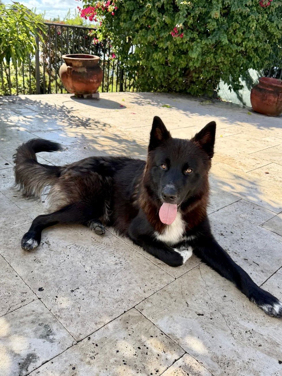 ROCCO - Shepherd / Akita available for adoption