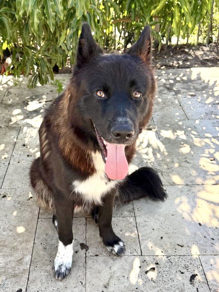 ROCCO - Shepherd / Akita available for adoption