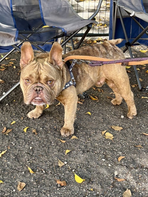 MIKE - French Bulldog available for adoption