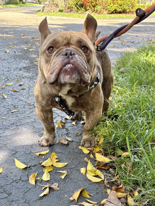 MIKE - French Bulldog available for adoption