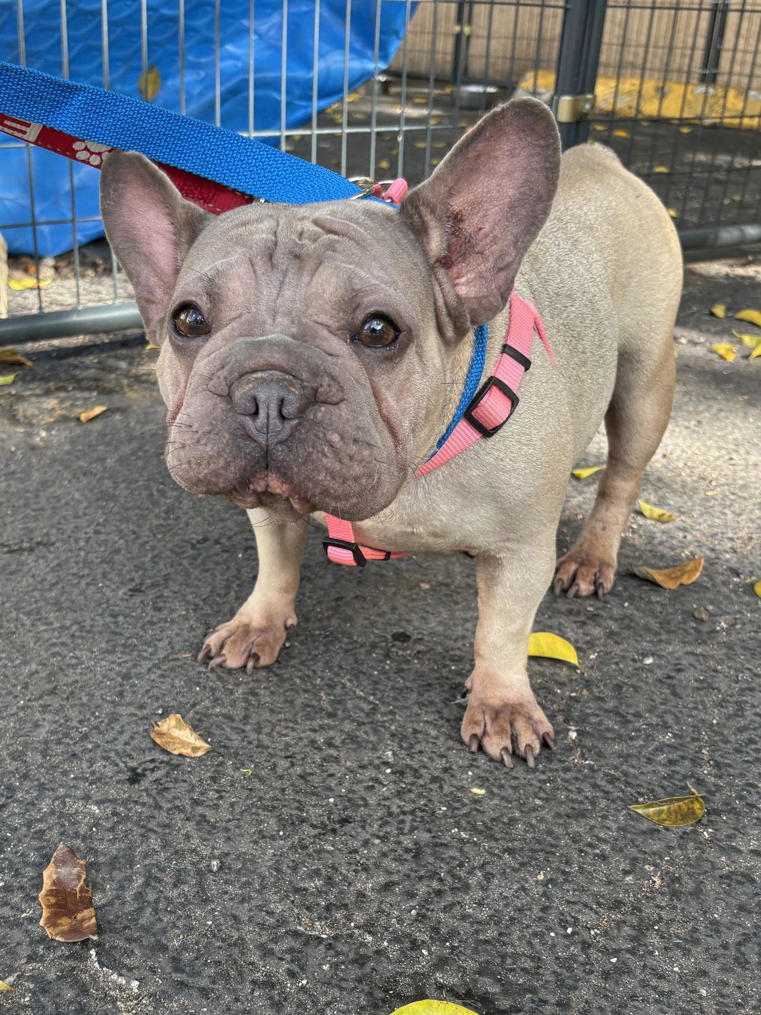 ELISA - French Bulldog available for adoption