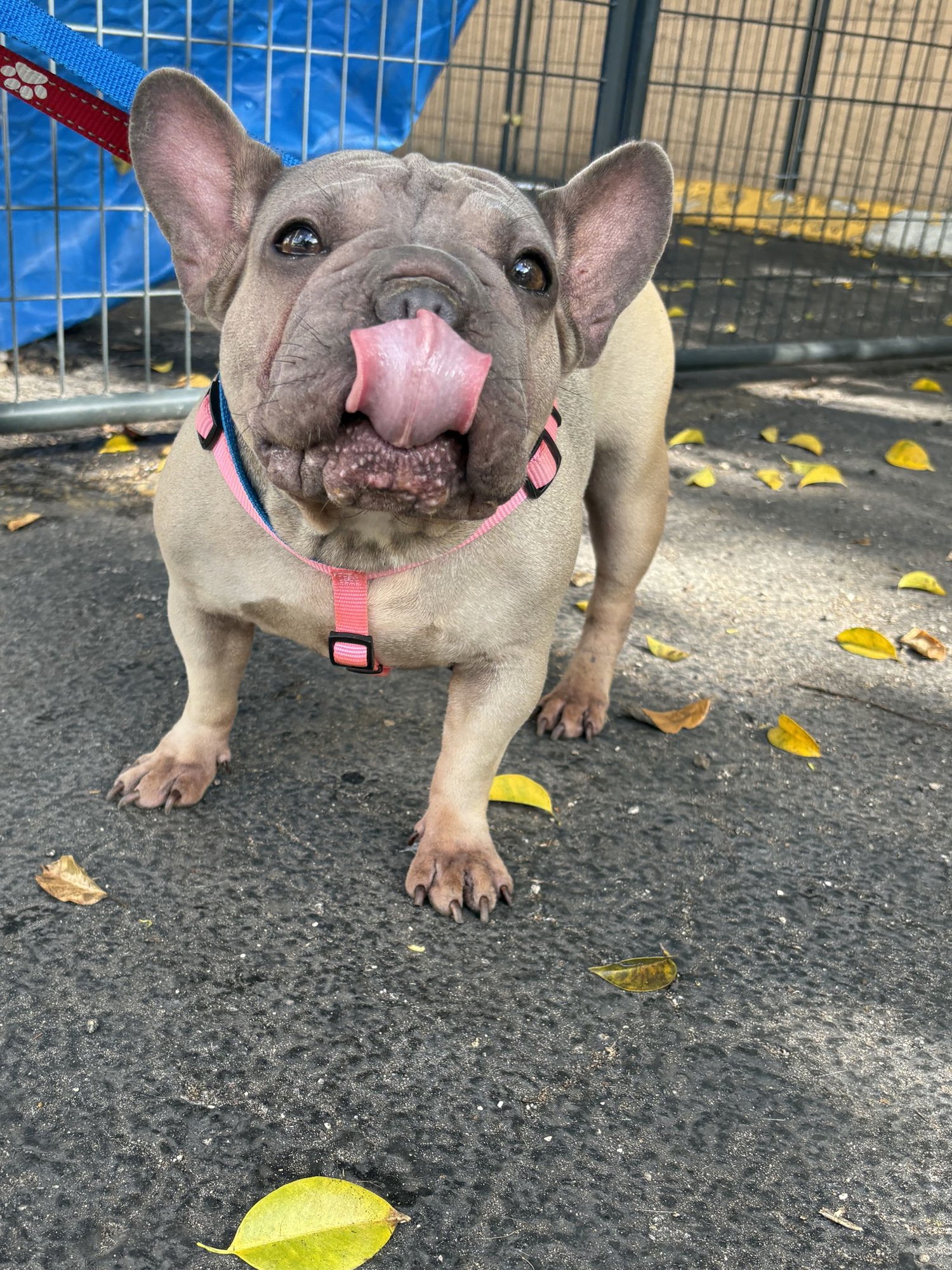 ELISA - French Bulldog available for adoption