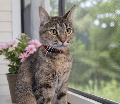 MADDY - Domestic Short Hair available for adoption