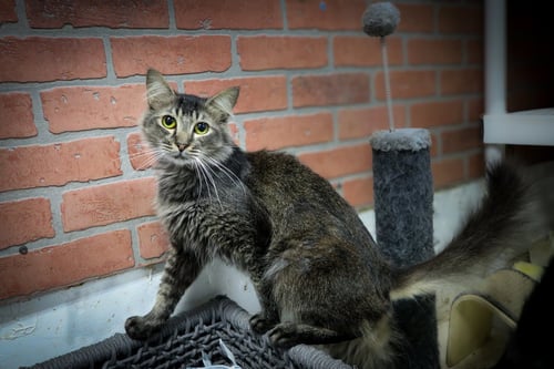 FABI - Domestic Long Hair available for adoption