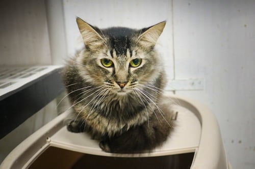 FABI - Domestic Long Hair available for adoption