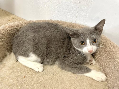 AARON - Domestic Short Hair available for adoption