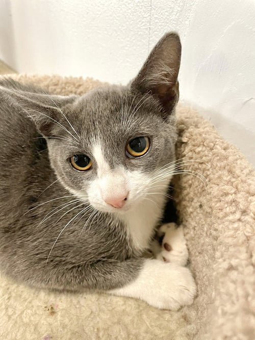 AARON - Domestic Short Hair available for adoption