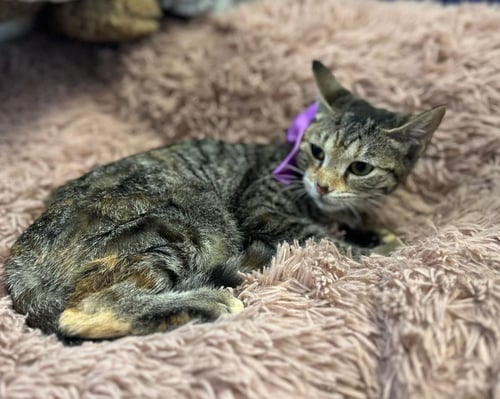 PIPER - Domestic Short Hair / Tabby available for adoption