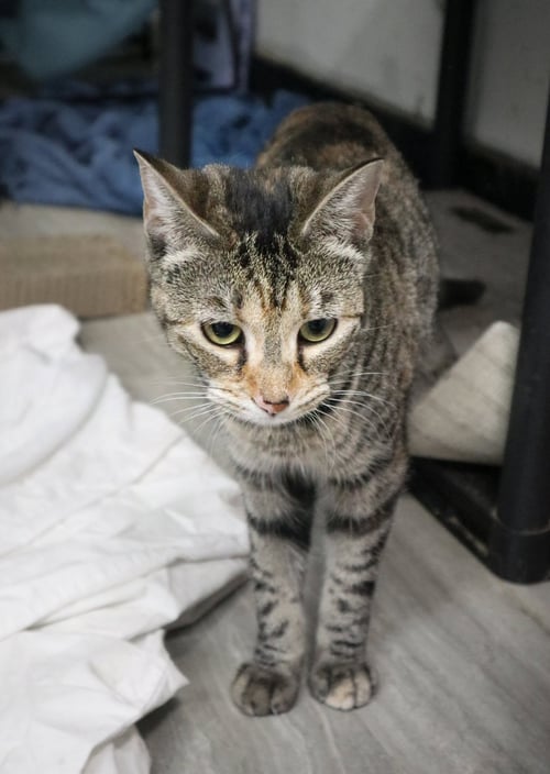 PIPER - Domestic Short Hair / Tabby available for adoption