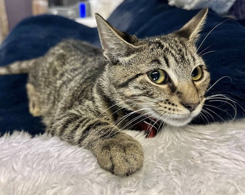 PARKER - Domestic Short Hair available for adoption