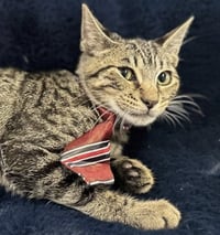 PARKER - Photo 3