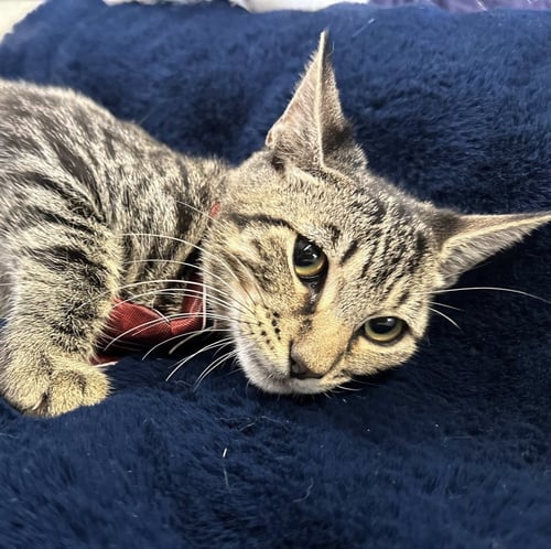 PARKER - Domestic Short Hair available for adoption