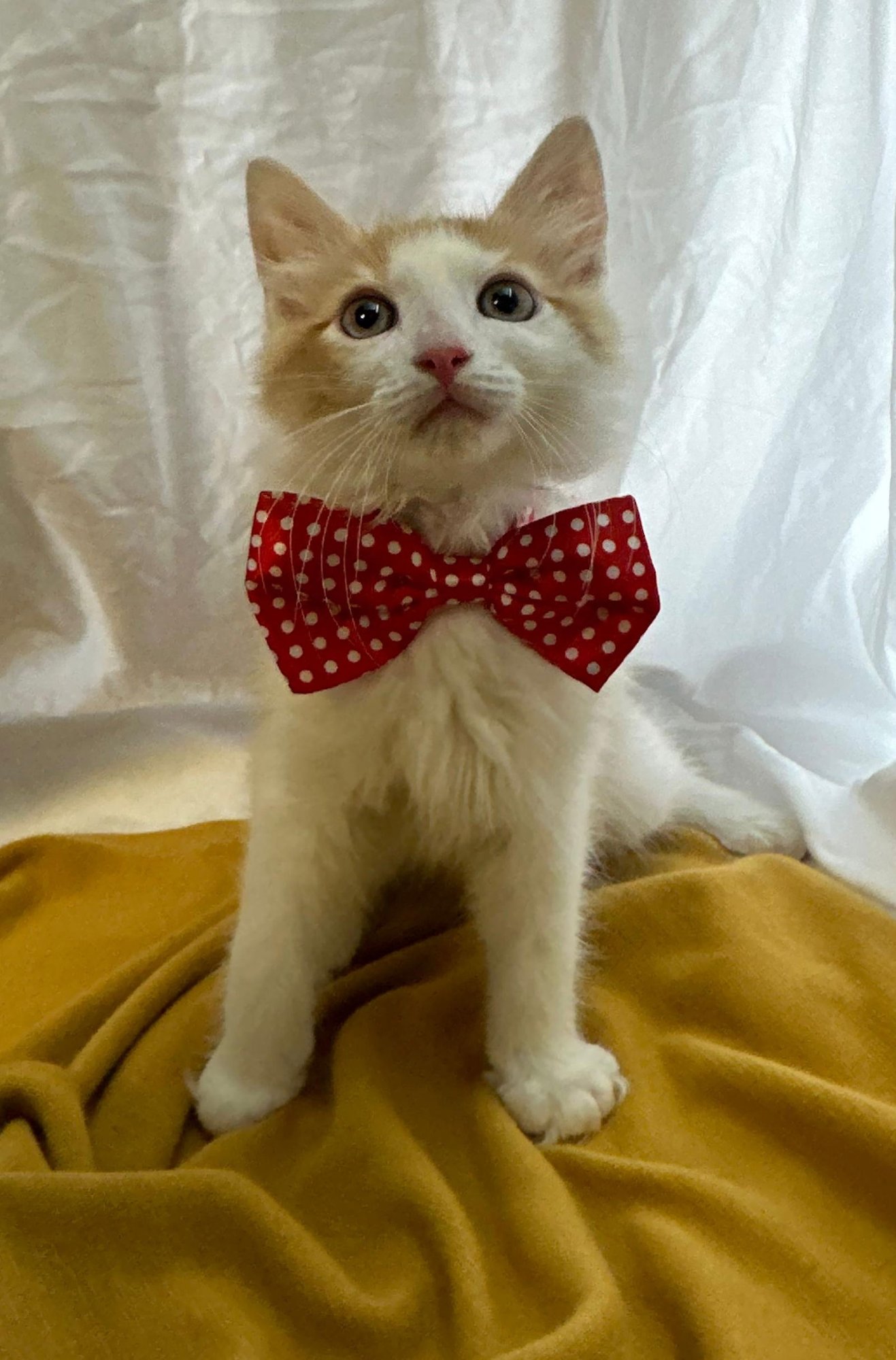 GEORGIO - Domestic Medium Hair available for adoption