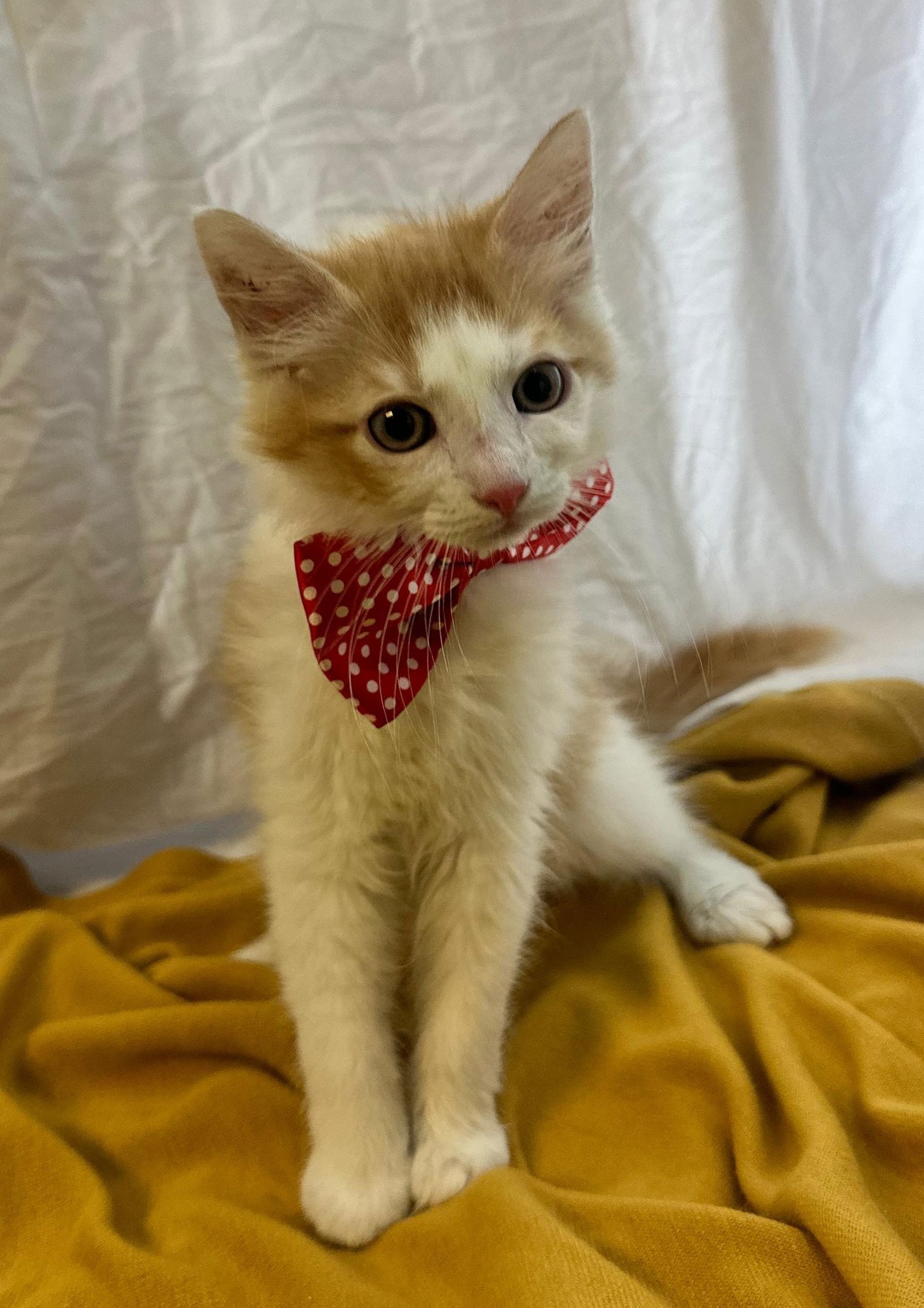 GEORGIO - Domestic Medium Hair available for adoption