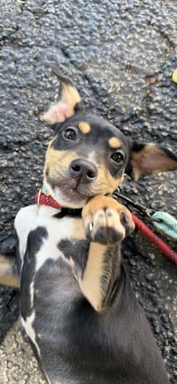 DIXIE - Photo 3