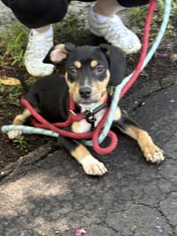 DIXIE - Photo 4