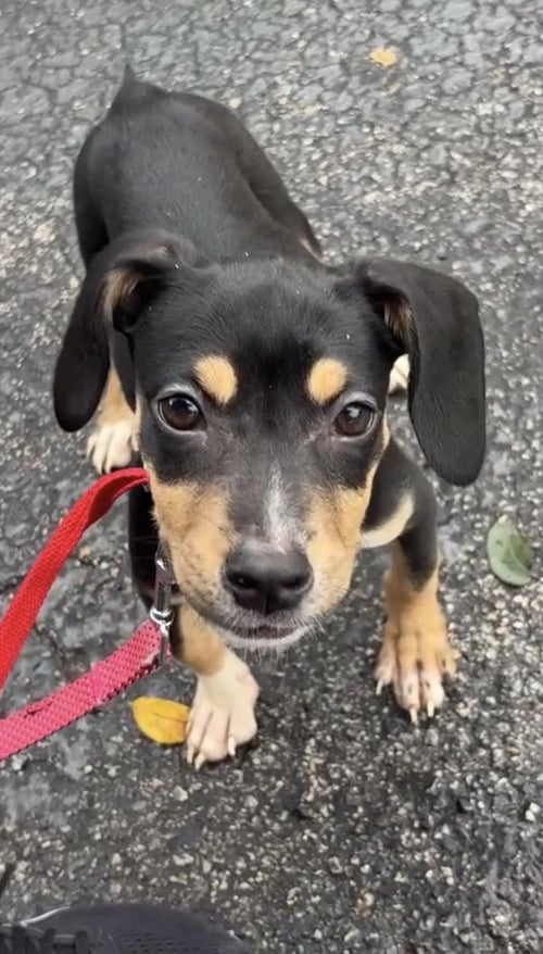 DIXIE - Doberman Pinscher available for adoption