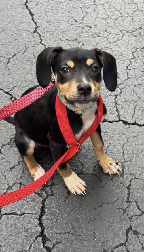 DIXIE - Doberman Pinscher available for adoption