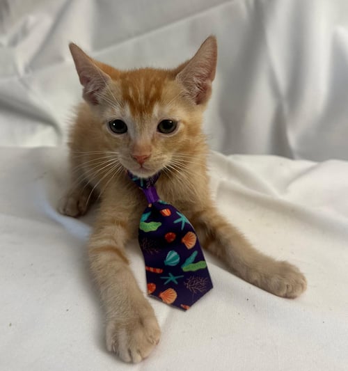 LED - Domestic Short Hair available for adoption