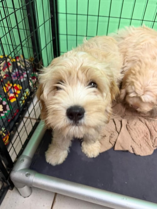 CREAM - Cockapoo available for adoption