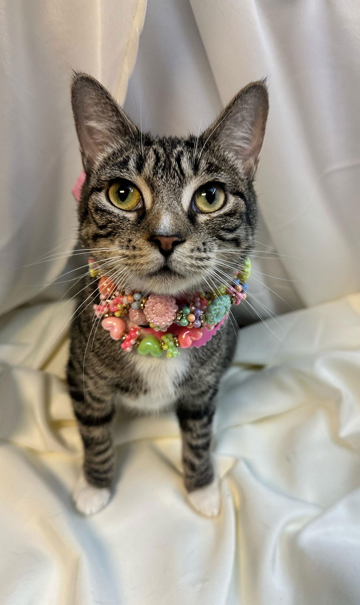 ANGELINA - Tabby available for adoption