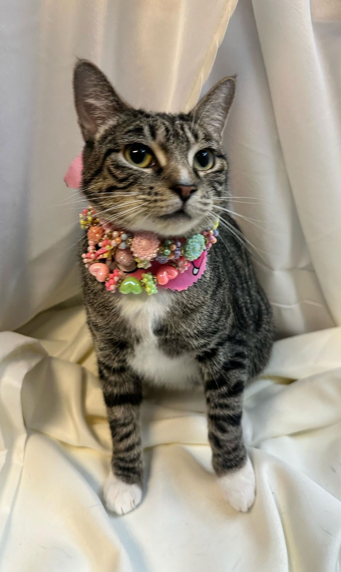 ANGELINA - Tabby available for adoption