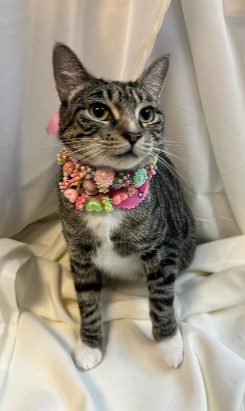 ANGELINA - Tabby available for adoption