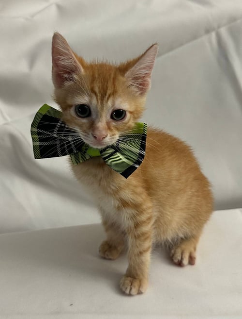 AMYR - Domestic Short Hair available for adoption