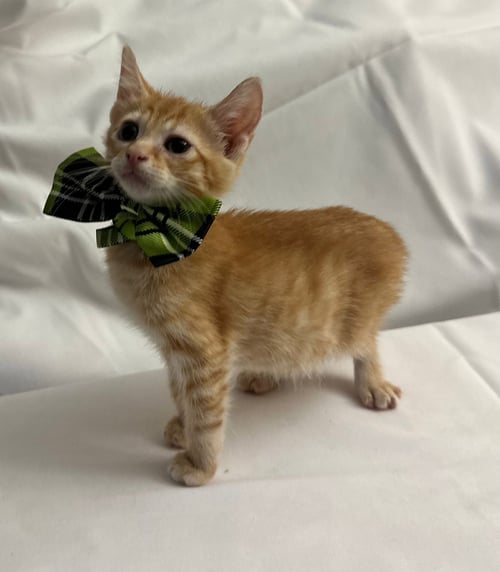 AMYR - Domestic Short Hair available for adoption