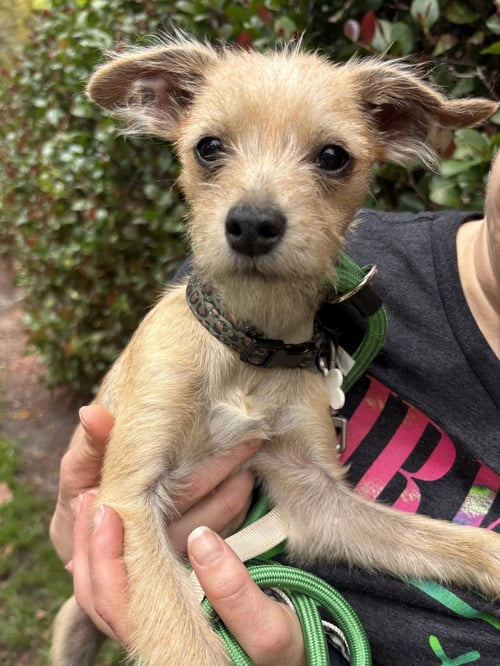 ROWAN - Yorkshire Terrier Yorkie / Chihuahua available for adoption