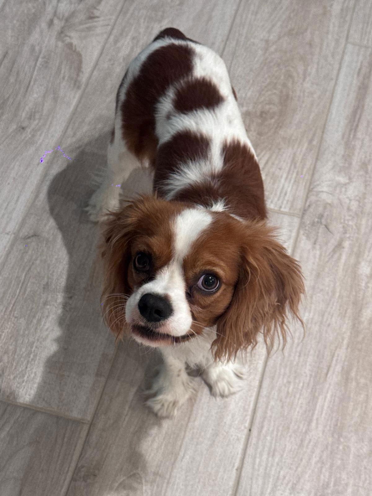 BEAR - Cavalier King Charles Spaniel available for adoption