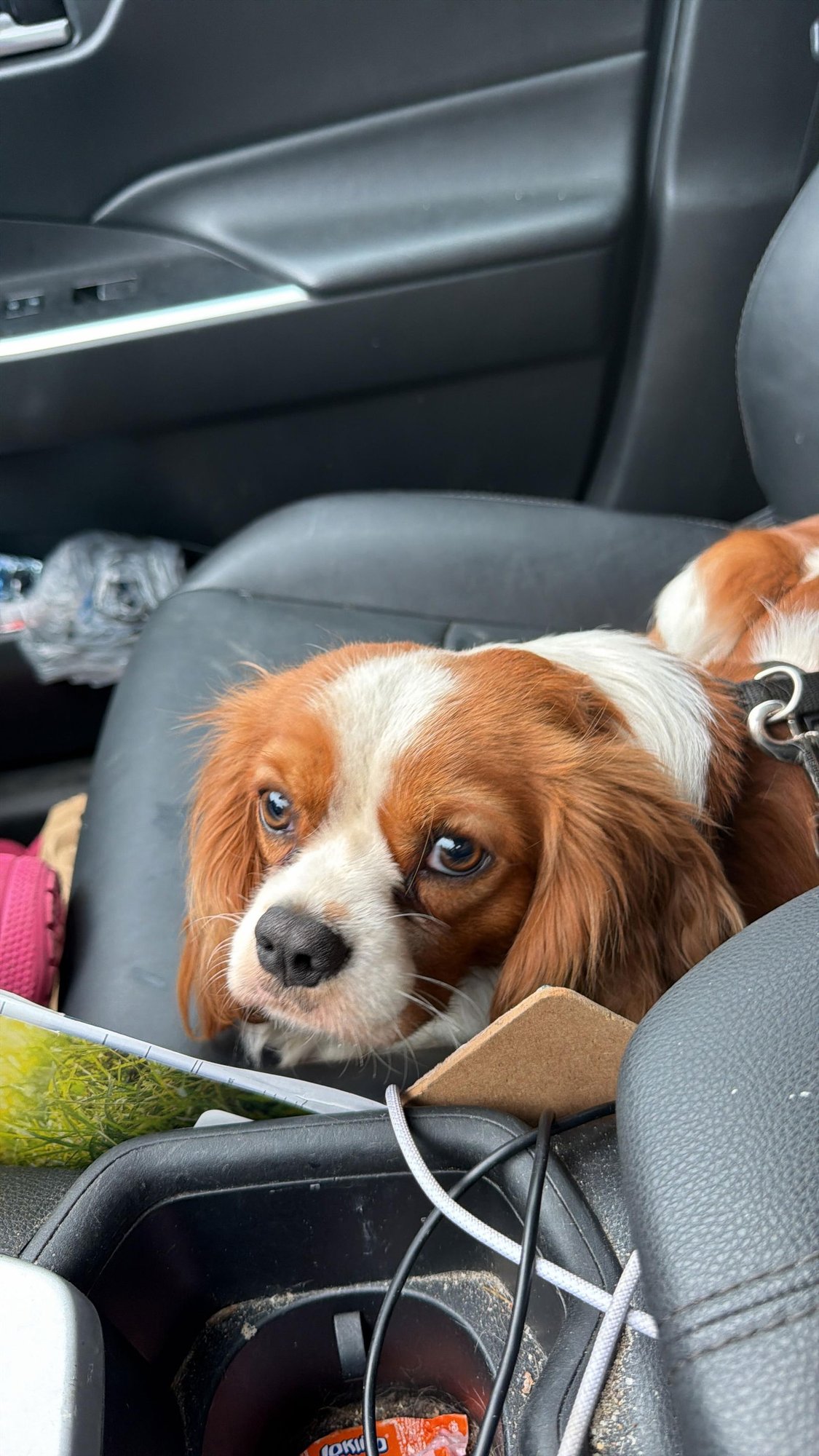 BEAR - Cavalier King Charles Spaniel available for adoption