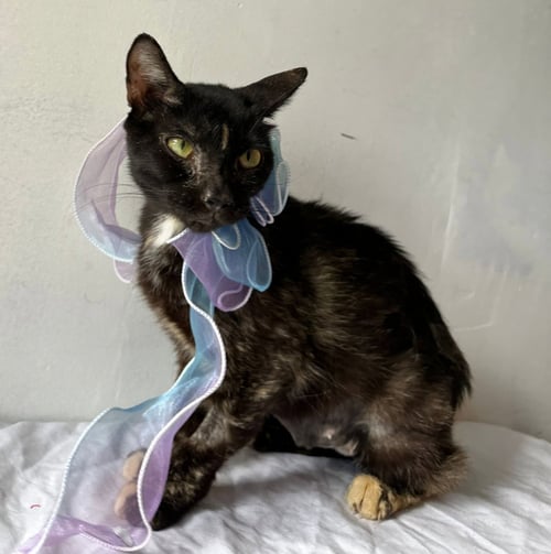 LARISSA - Domestic Short Hair available for adoption