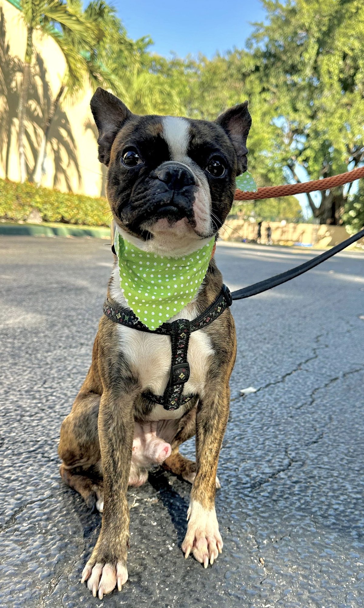 BAXTER - Boston Terrier / French Bulldog available for adoption