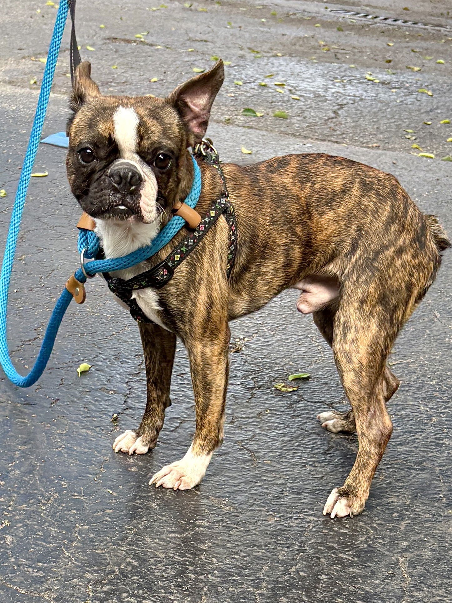 BAXTER - Boston Terrier / French Bulldog available for adoption