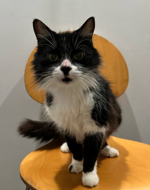 BEAU - Domestic Medium Hair available for adoption
