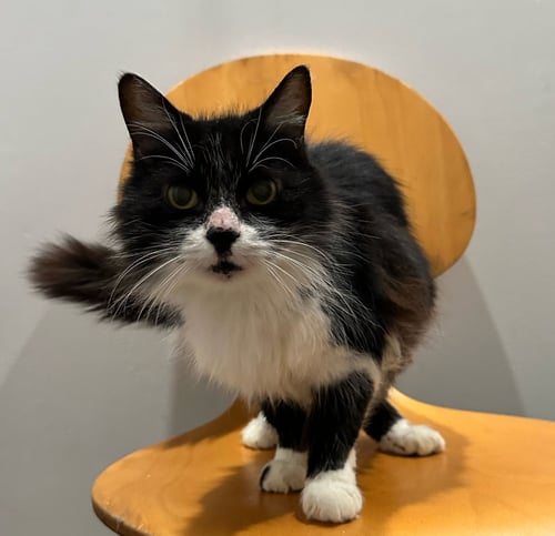 BEAU - Domestic Medium Hair available for adoption