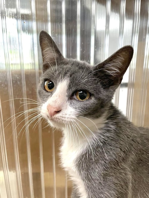 ALICIA - Domestic Short Hair available for adoption