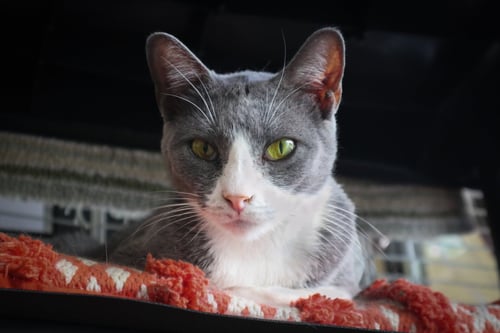 ALICIA - Domestic Short Hair available for adoption