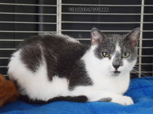 ELISA - Tabby available for adoption