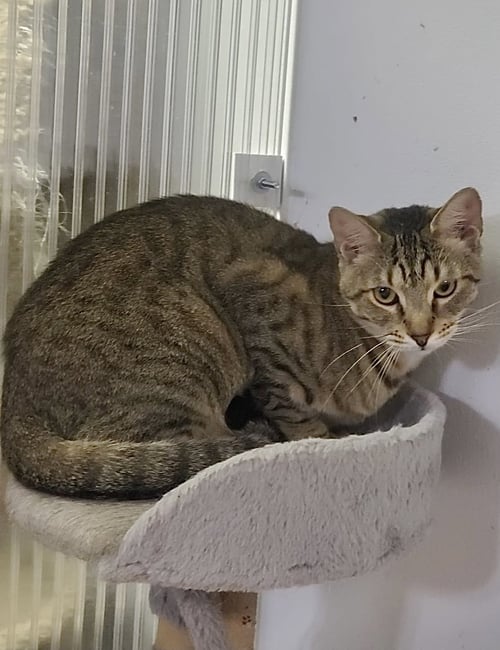 EYDIE - Domestic Short Hair available for adoption