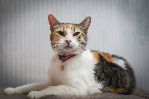 APHRODITE - Domestic Short Hair available for adoption