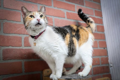 APHRODITE - Domestic Short Hair available for adoption