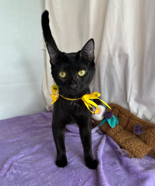 ALORA - Domestic Short Hair available for adoption