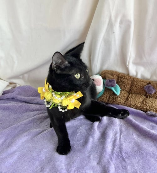 ALORA - Domestic Short Hair available for adoption