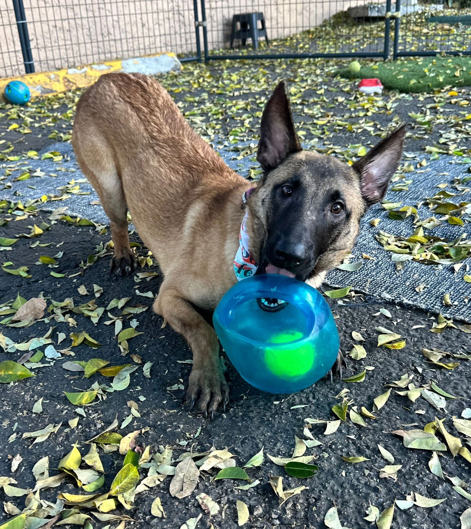 LEO - Belgian Shepherd Malinois available for adoption